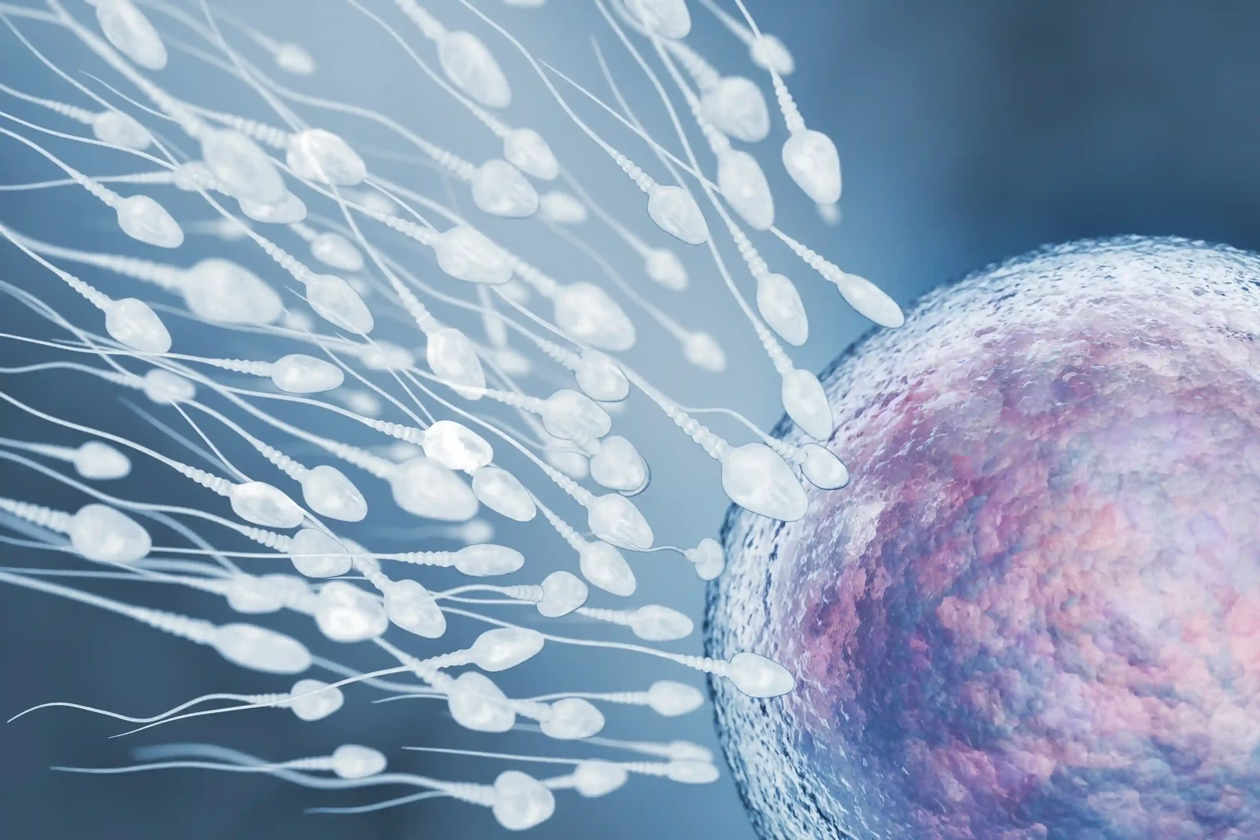 sperm runing to egg. Egg Retrieval & Fertilization